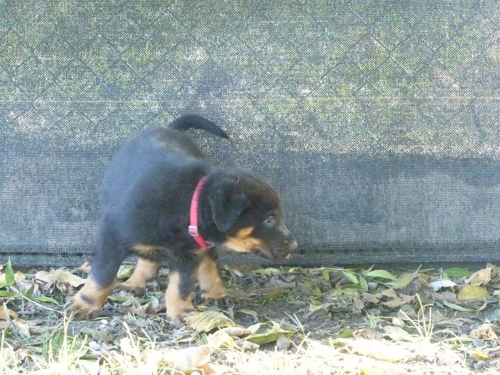 photo chiot mystic