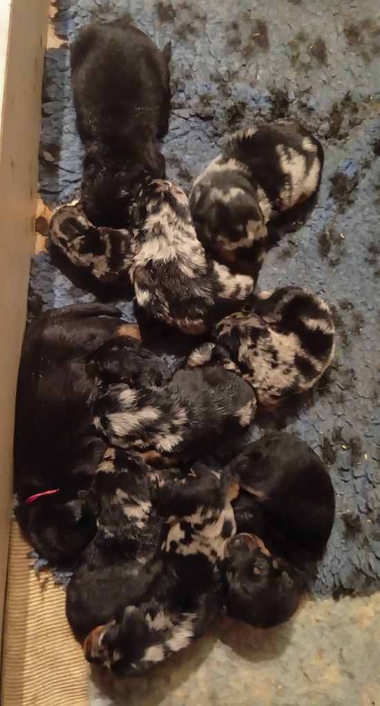 Chiot Berger de Beauce De La Légende De Luna