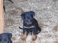 Nala