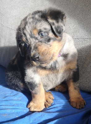 CHIOT